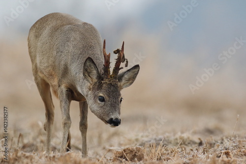 Obraz na płótnie Sarna europejska (Capreolus capreolus) roe deer w salonie
