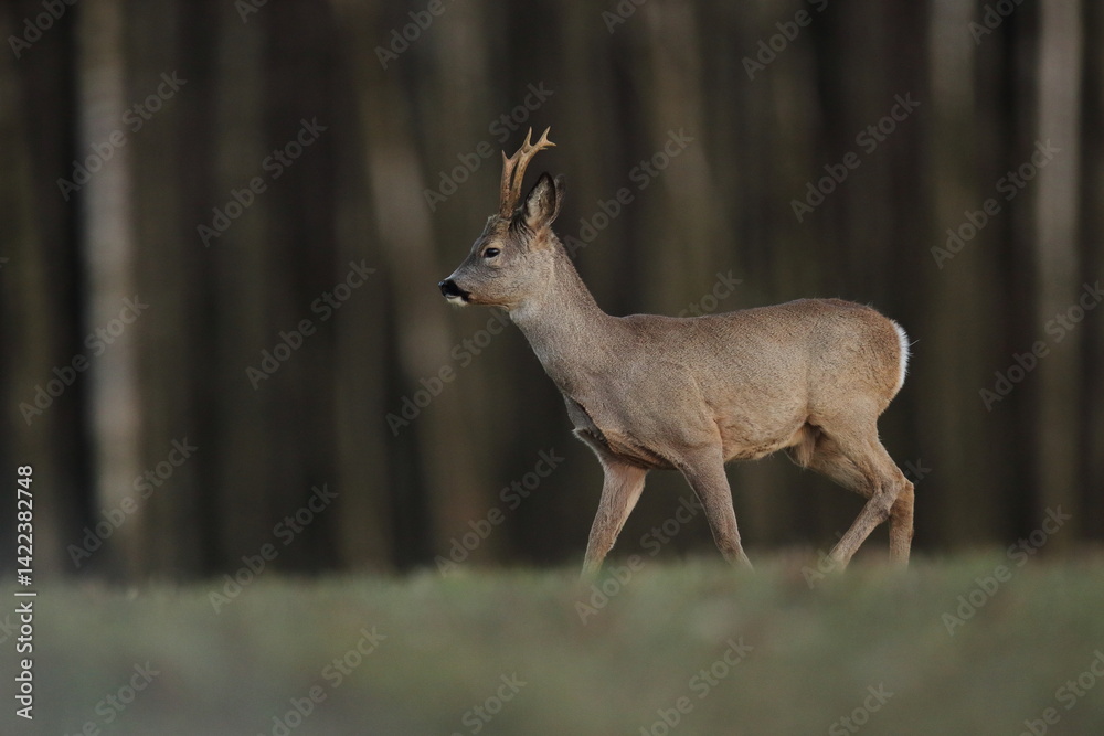Sarna europejska (Capreolus capreolus) roe deer