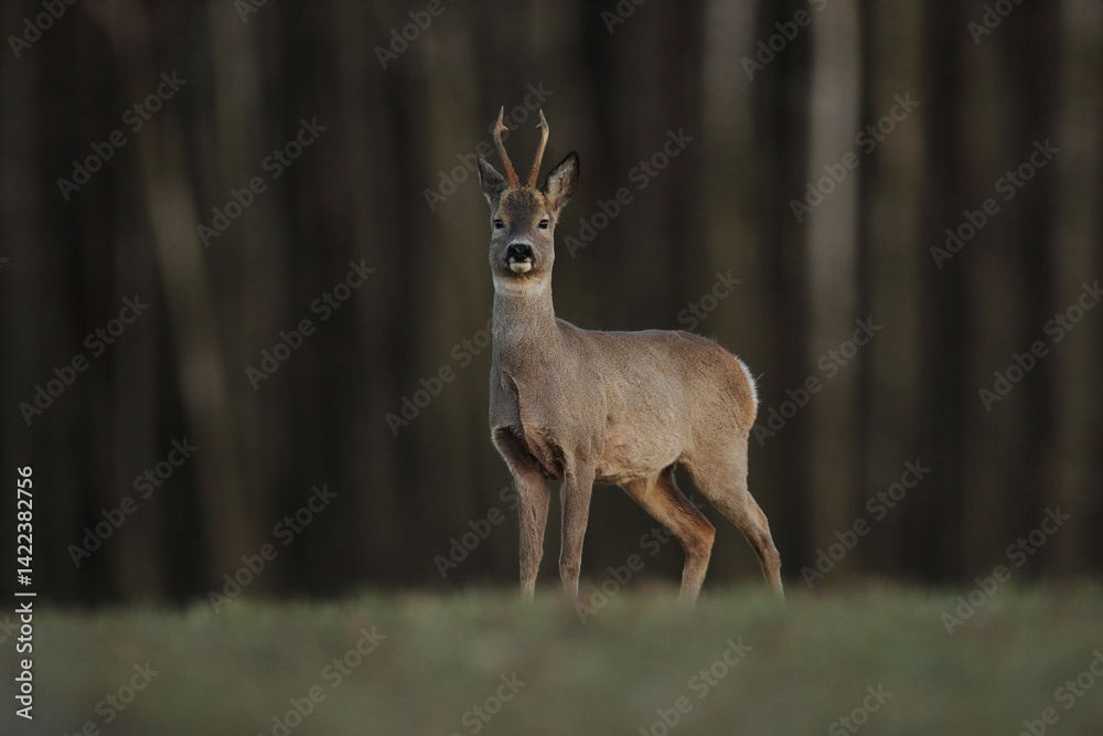 Sarna europejska (Capreolus capreolus) roe deer