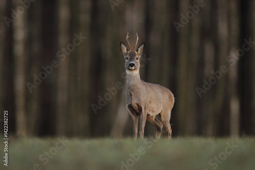 Sarna europejska (Capreolus capreolus) roe deer