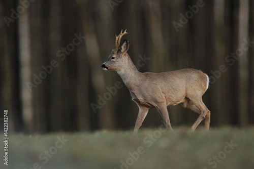 Obraz na płótnie Sarna europejska (Capreolus capreolus) roe deer w salonie