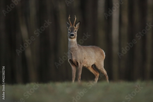 Obraz na płótnie Sarna europejska (Capreolus capreolus) roe deer w salonie