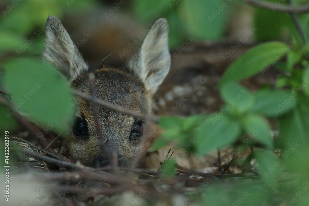 Sarna europejska (Capreolus capreolus) roe deer
