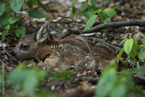Sarna europejska (Capreolus capreolus) roe deer