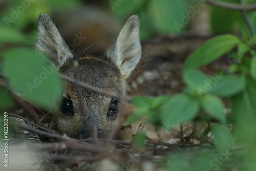 Obraz na płótnie Sarna europejska (Capreolus capreolus) roe deer w salonie
