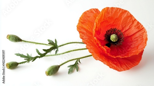 Vibrant Red Poppy Flower Isolated on White Background