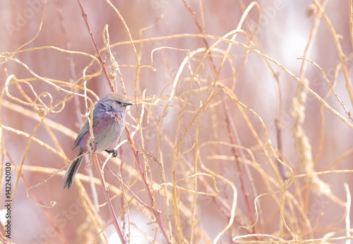 White-browed tit-warbler (Leptopoecile sophiae)