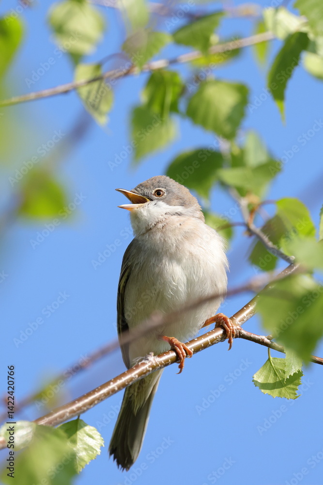 common whitethroat (Curruca communis) common whitethroat (Curruca communis)