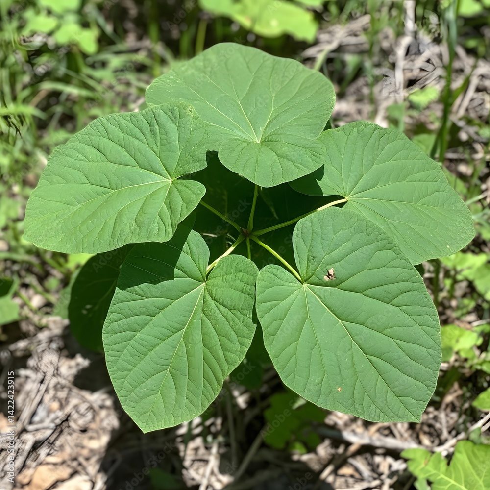 Vibrant Green Heart-Shaped Leaves Botanical Plant Closeup Vibrant Green Heart-Shaped Leaves Botanical Plant Closeup