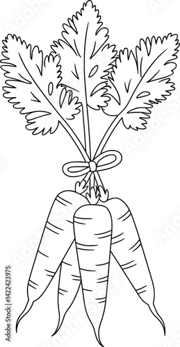 Carrot Bunch Line Art, Hand-Drawn Vegetable Illustration Design