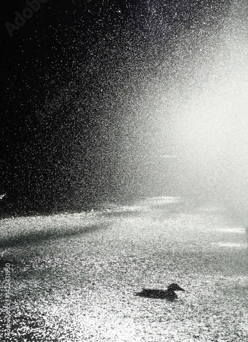 Duck swimming under heavy rain at night illuminated by strong light