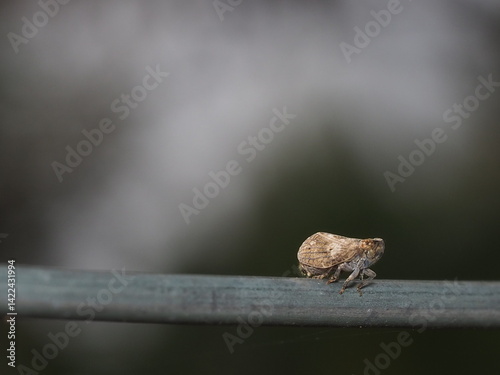 Tiny cicada perched on a green metal rail in the forest