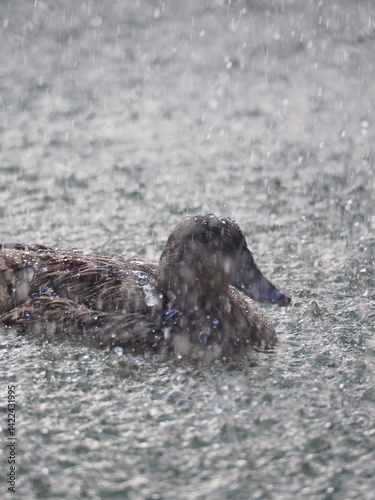 Duck swimming under heavy rain at night illuminated by strong light