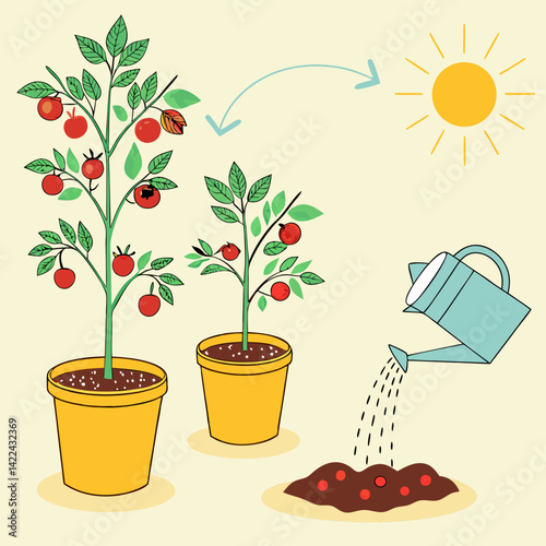 tomato plants in yellow pots, green leaves, red tomatoes, watering can