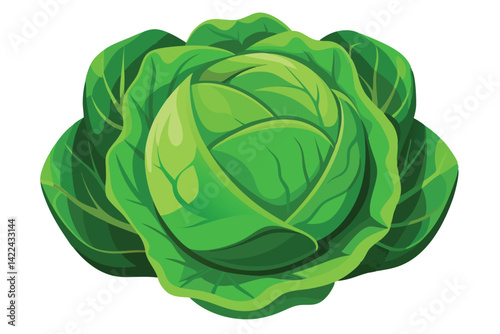 cabbage isolated vector on white 