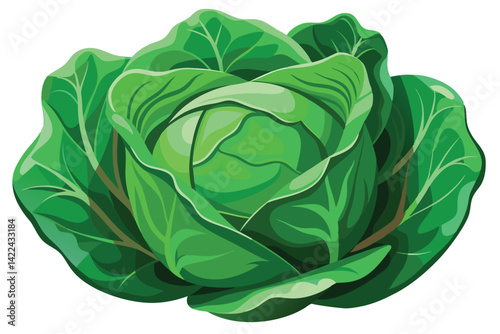 cabbage isolated vector on white 