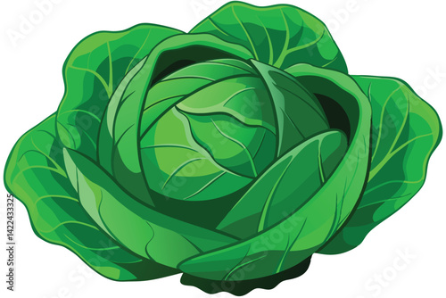 cabbage isolated vector on white 