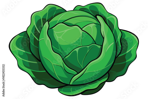 cabbage isolated vector on white 