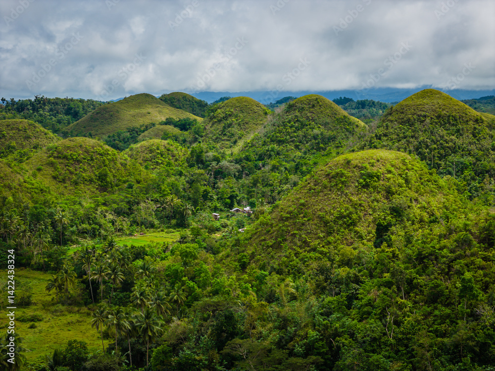 Fototapeta premium Aerial drone view of Chocolate hills in Bohol island, Philippines. Panoramic view of geological formation of green and brown hills