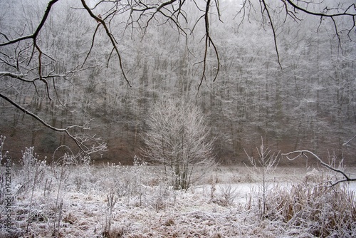 trees in the snow