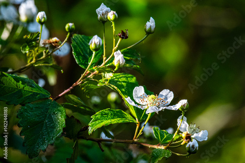 Blackberry Briar