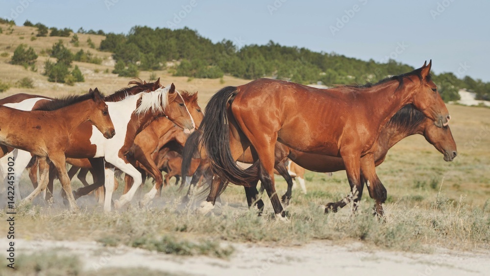 Herd of horses running in the Crimean steppe near Belogorsk Herd of horses running in the Crimean steppe near Belogorsk
