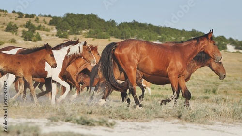 Herd of horses running in the Crimean steppe near Belogorsk