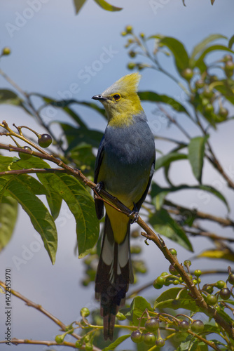 Long-tailed Silky Flycatcher on a branch