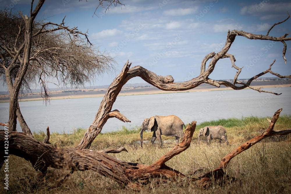 Fototapeta premium Mom and Calf Elephant Walking