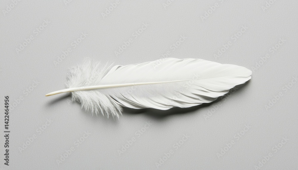 Single white feather on a plain background Single white feather on a plain background