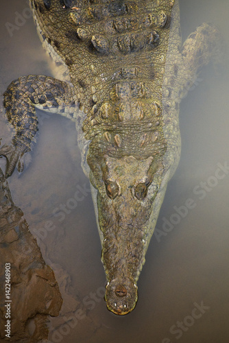 Crocodile portrait