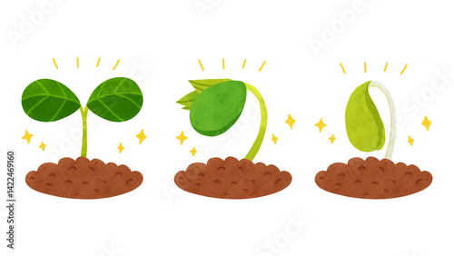土から発芽して双葉になるまでの成長過程　水彩風手描きイラスト