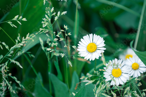 Daisies in the foreground