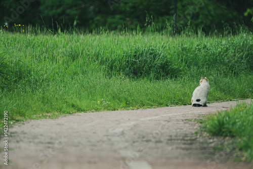 Cat sitting alone at the end of the road
