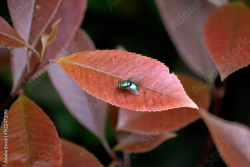 Large green fly alone on leaf