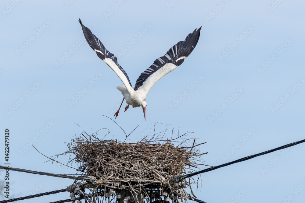 Fototapeta premium Weißstorch (Ciconia ciconia) fliegt vom Nest ab