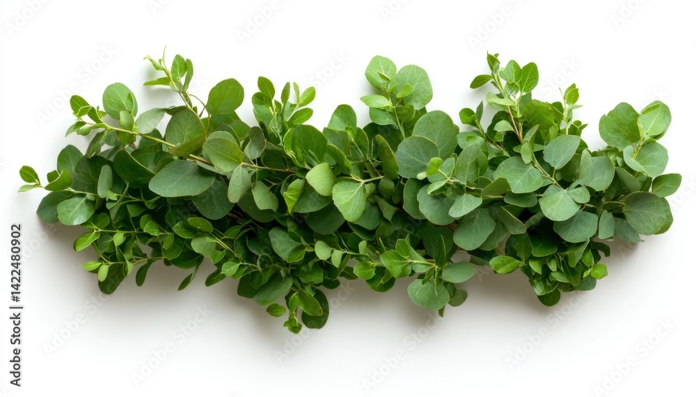 Obraz premium Fresh eucalyptus sprigs arranged