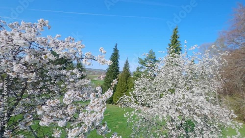 fpv drone flying around blossomed cherry tree with white flowers in an orchard on a spring day in Fougerolles Vosges