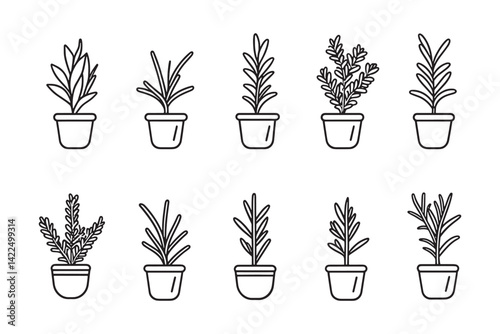 Rosemary Minimalist Line Art Illustration