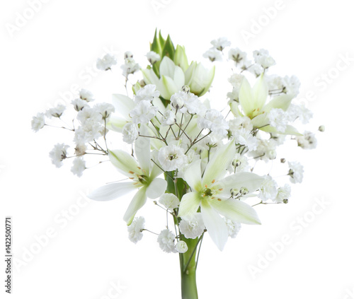 Bouquet with beautiful gypsophila and freesia on white background