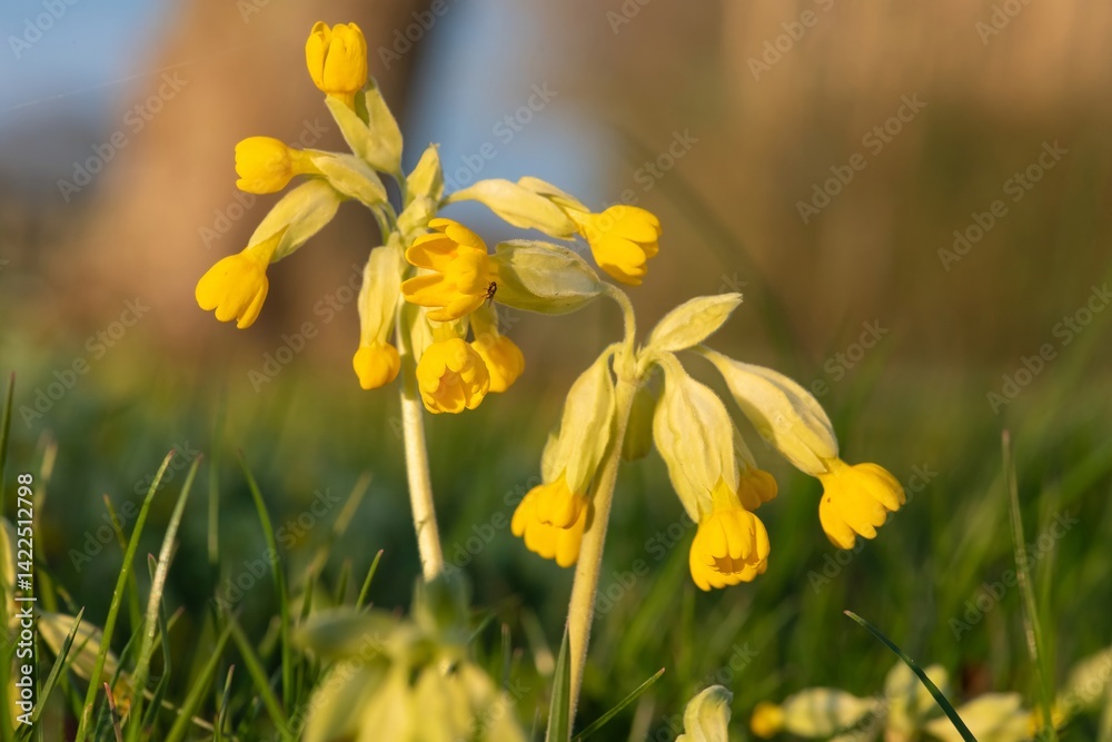 Obraz premium Close up of a cowslip (primula veris) flower in bloom