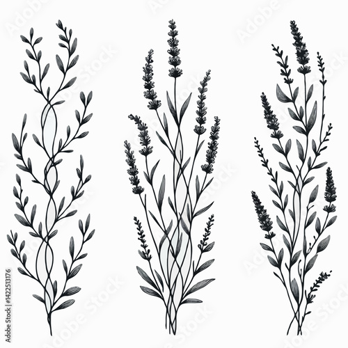 lavender line art illustration. Set outline branches sketch, doodle floral stems. Hand drawn Botanical drawing. Simple Stylized flowers. Black and White blooming medicinal herbs