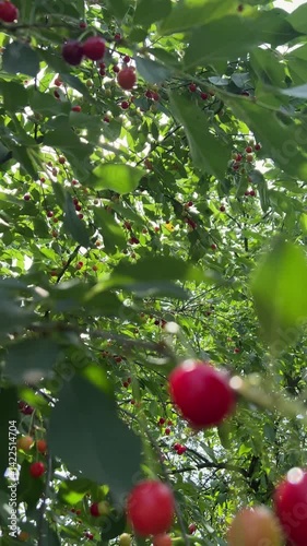 A Bountiful Cherry Tree Flourishing Under the Bright Sunlight of a Beautiful Day