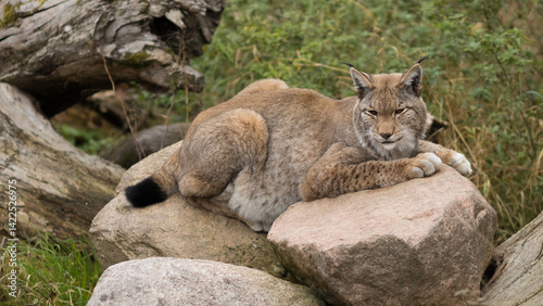 Photography lynx, resting, lying, on a rock, lynx lynx, eurasian, wild cat