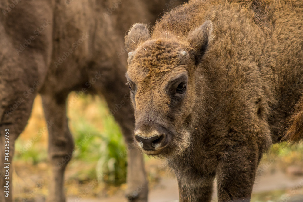 young bison, wisent, bison bonasus, calf, individual, mammal, european young bison, wisent, bison bonasus, calf, individual, mammal, european