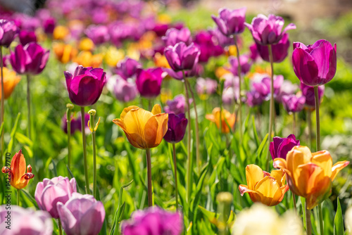 Tulip field