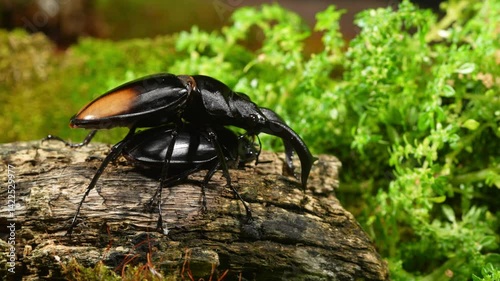 Beetles are breeding in nature. Hexarthrius parryi, the fighting giant stag beetle, is a species of large stag beetles. photo