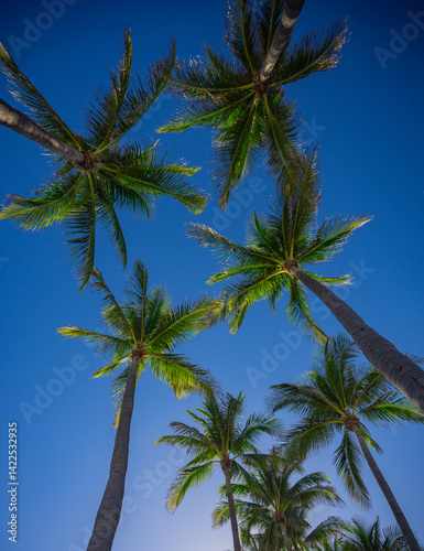 Tropical palm pattern. Nature tropical landscape. Summer coast view. Green palm tree on blue sky. Tropical paradise. Palms wallpaper. Palm landscape. Tropics palm tree texture. Summer palms trees.