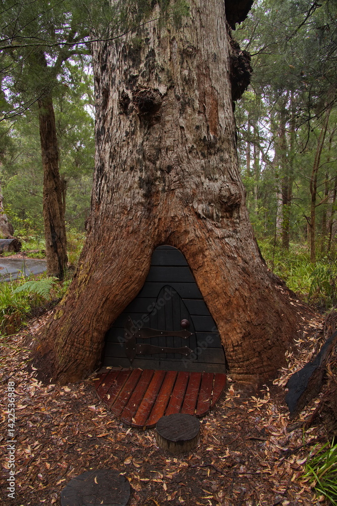 Giant old trees in Valley of the Giants in the Walpole-Nornalup National Park, Western Australia, Australia
