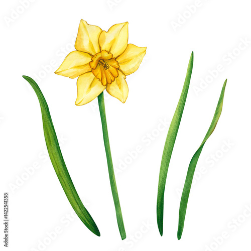 Yellow watercolor flowers daffodils. Spring garden flowers in botanical style. Watercolor hand drawn floral illustration on white background. Floral decor for greeting cards, weddings, birthdays